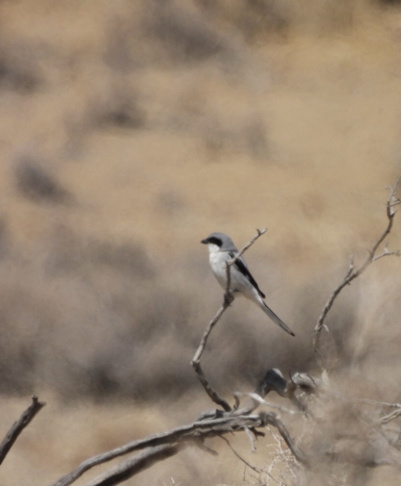 Loggerhead Shrike - ML356829531