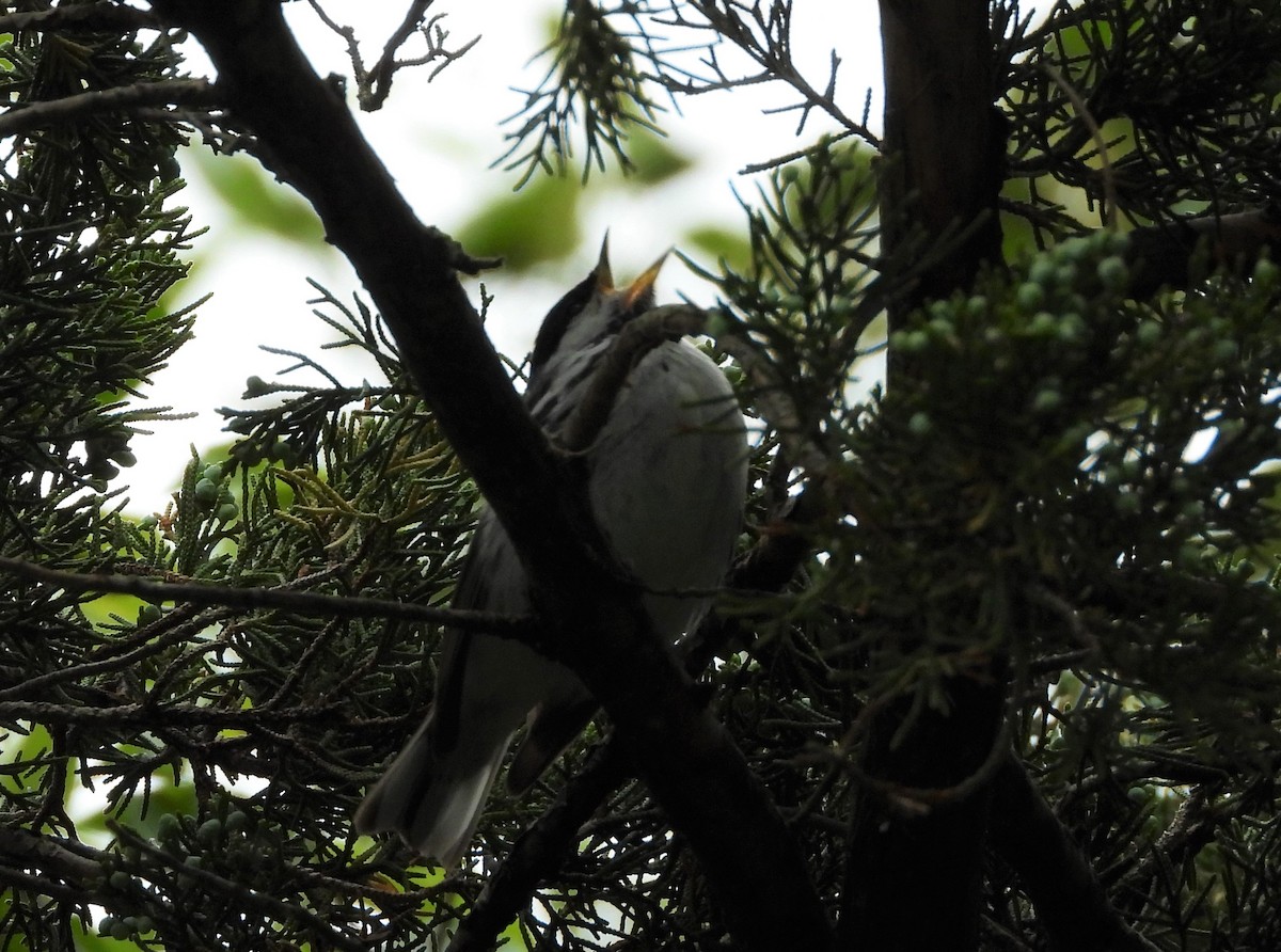 Blackpoll Warbler - ML356829621