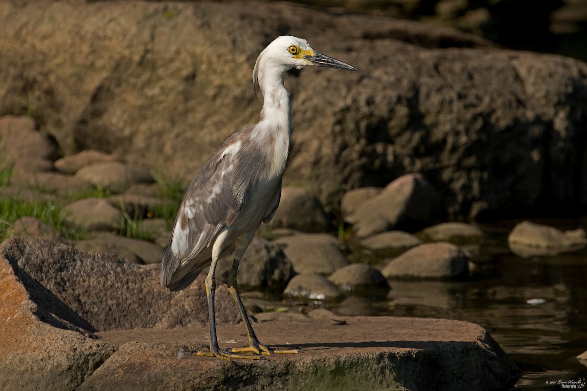 Little Blue Heron x Snowy Egret (hybrid) - Lorri Howski 🦋