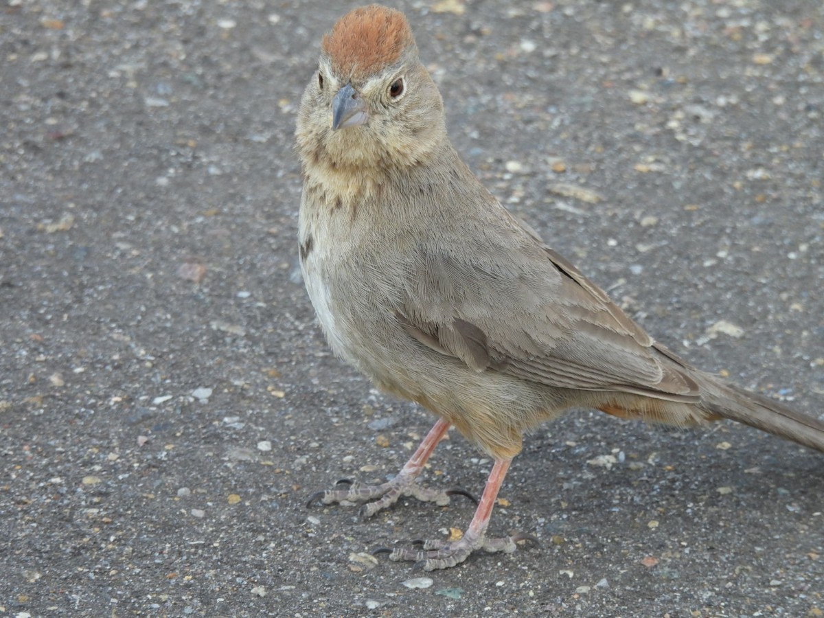 Canyon Towhee - ML356830111