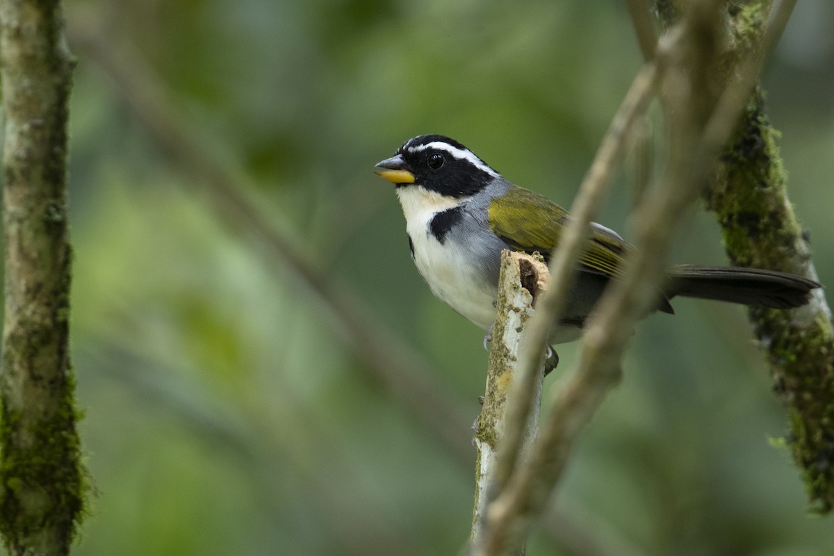 Half-collared Sparrow - Michael Stubblefield