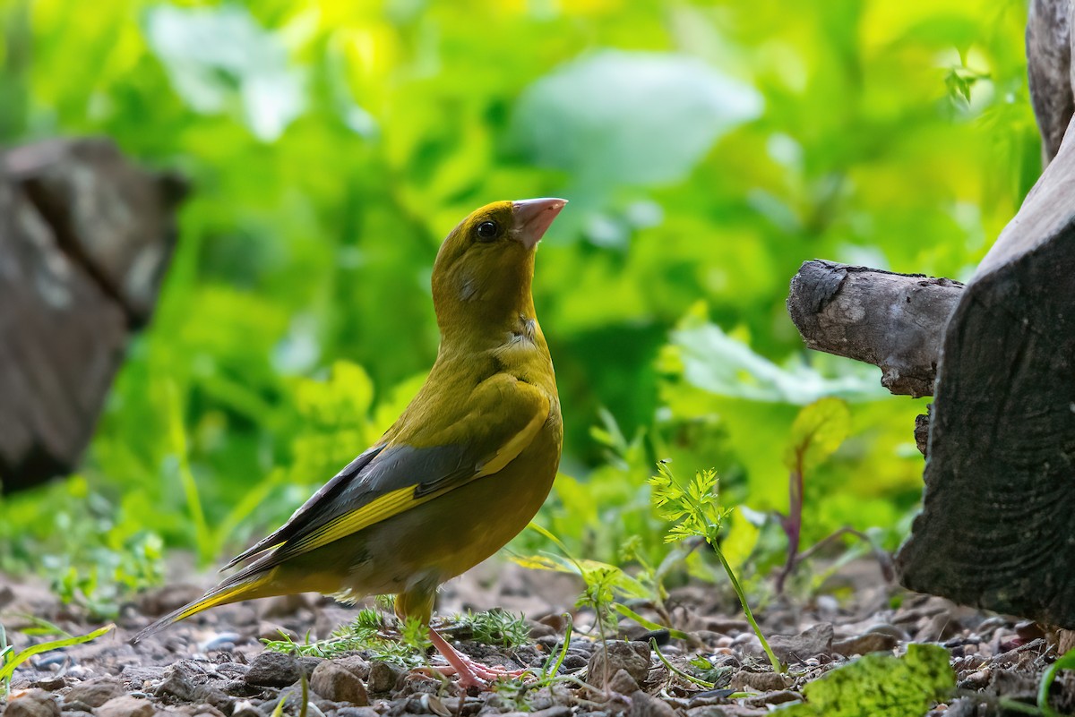 European Greenfinch - Jaap Velden