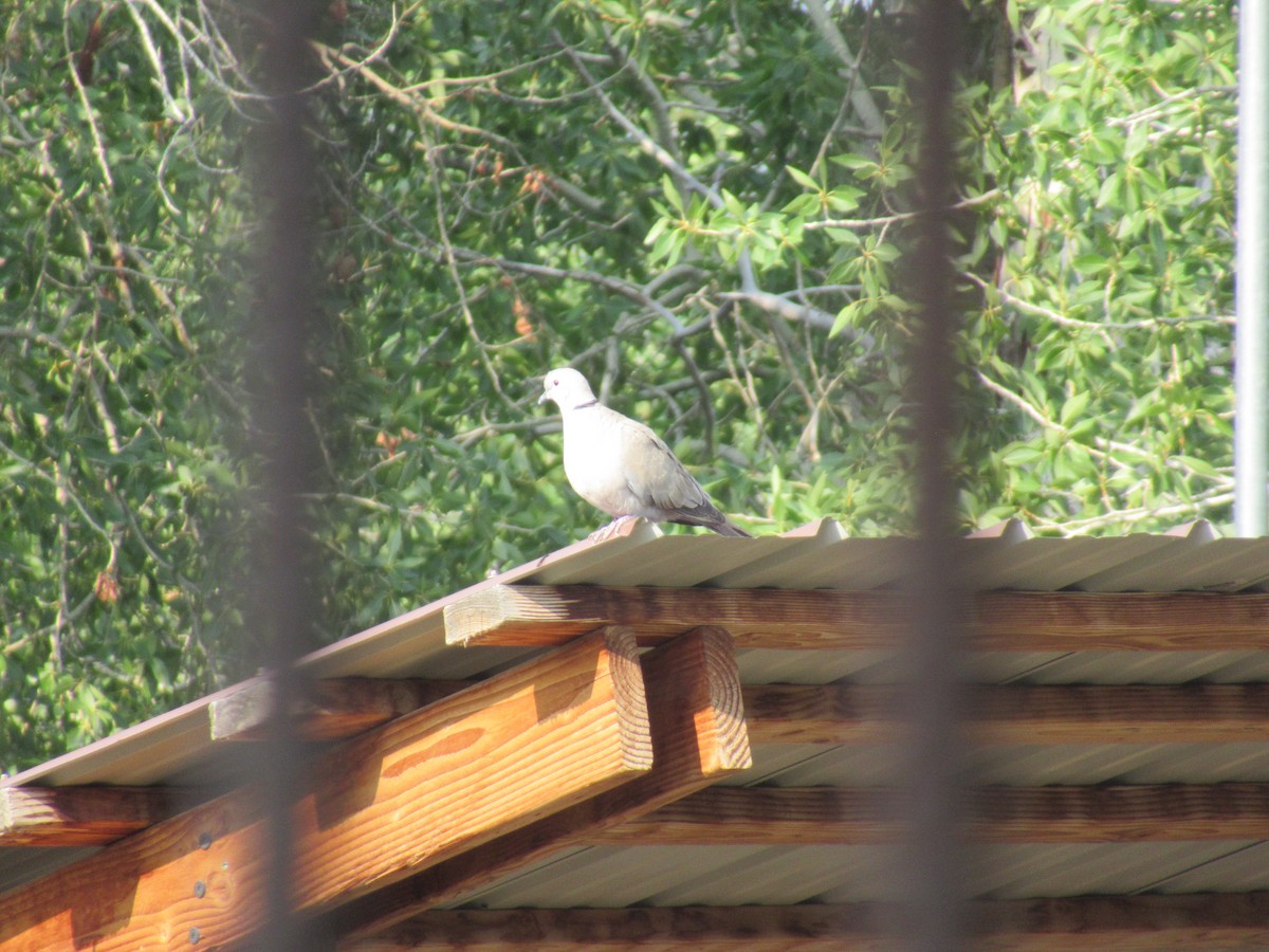 Eurasian Collared-Dove - ML356830931