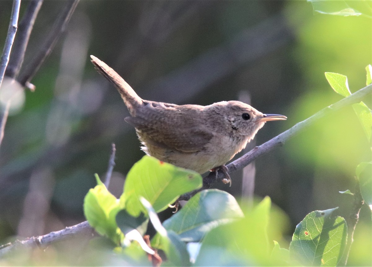 Northern House Wren - ML356831121