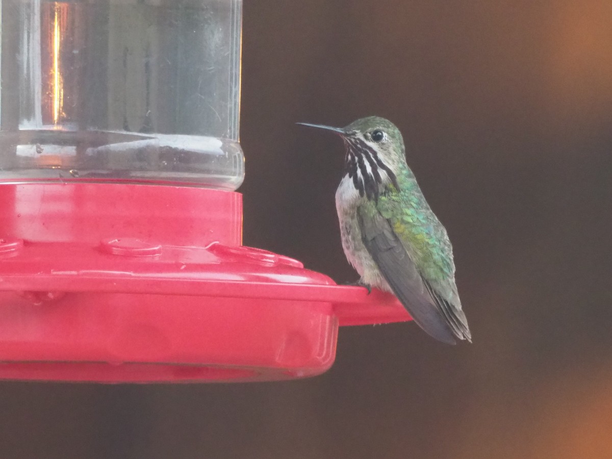 Calliope Hummingbird - ML356831211