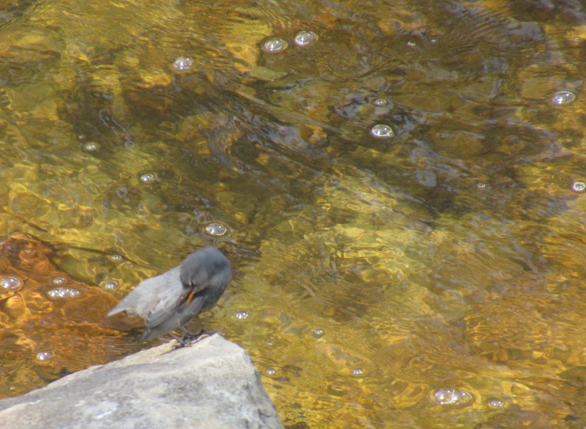 American Dipper - ML356831711