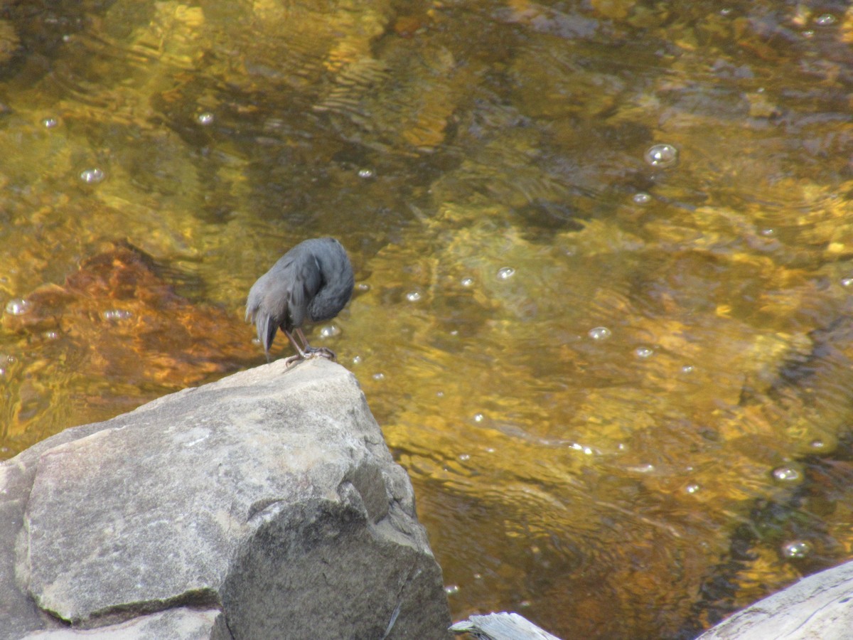 American Dipper - ML356831901