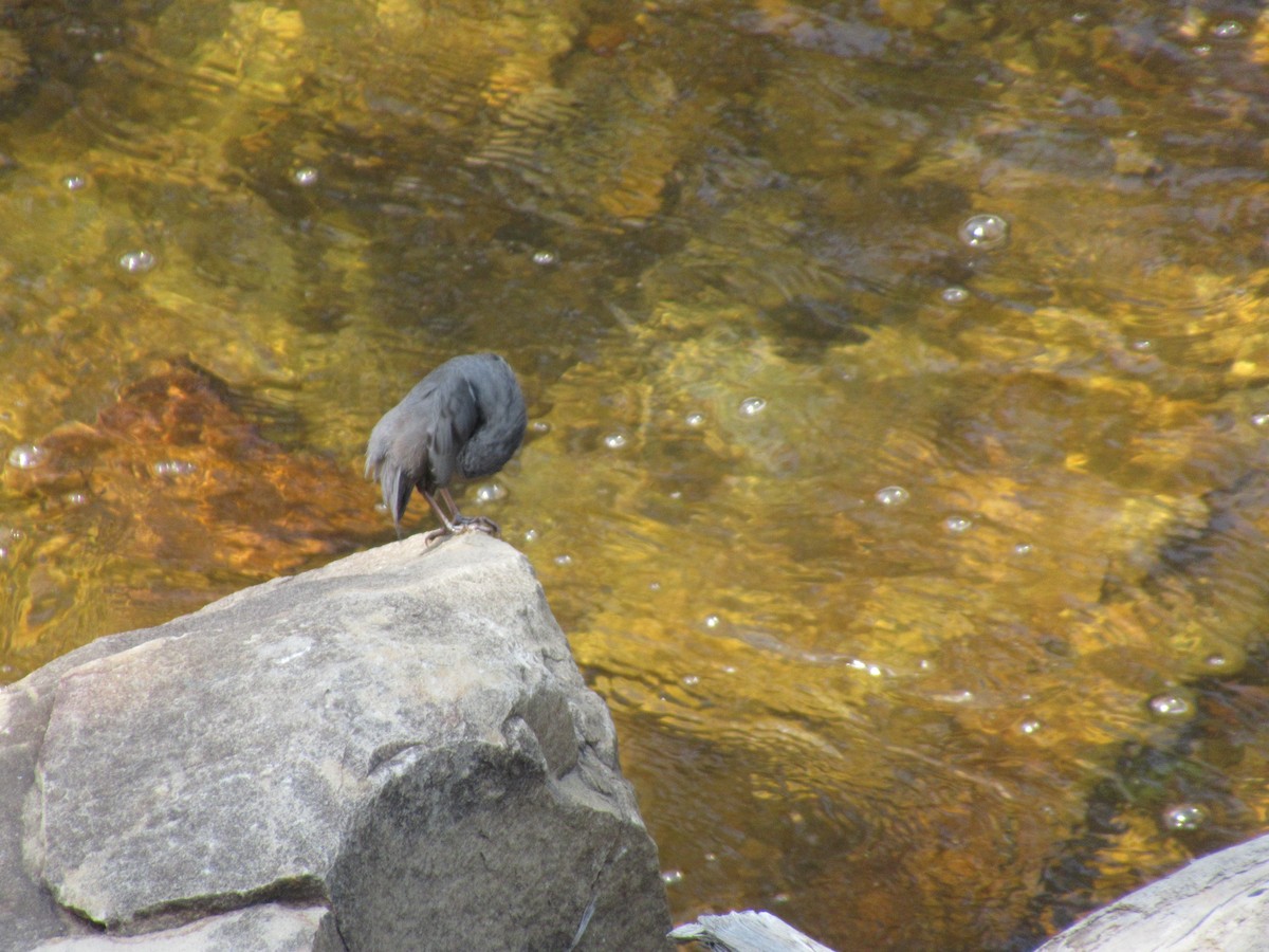 American Dipper - ML356831901