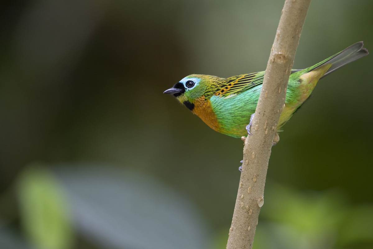 Brassy-breasted Tanager - ML356832011