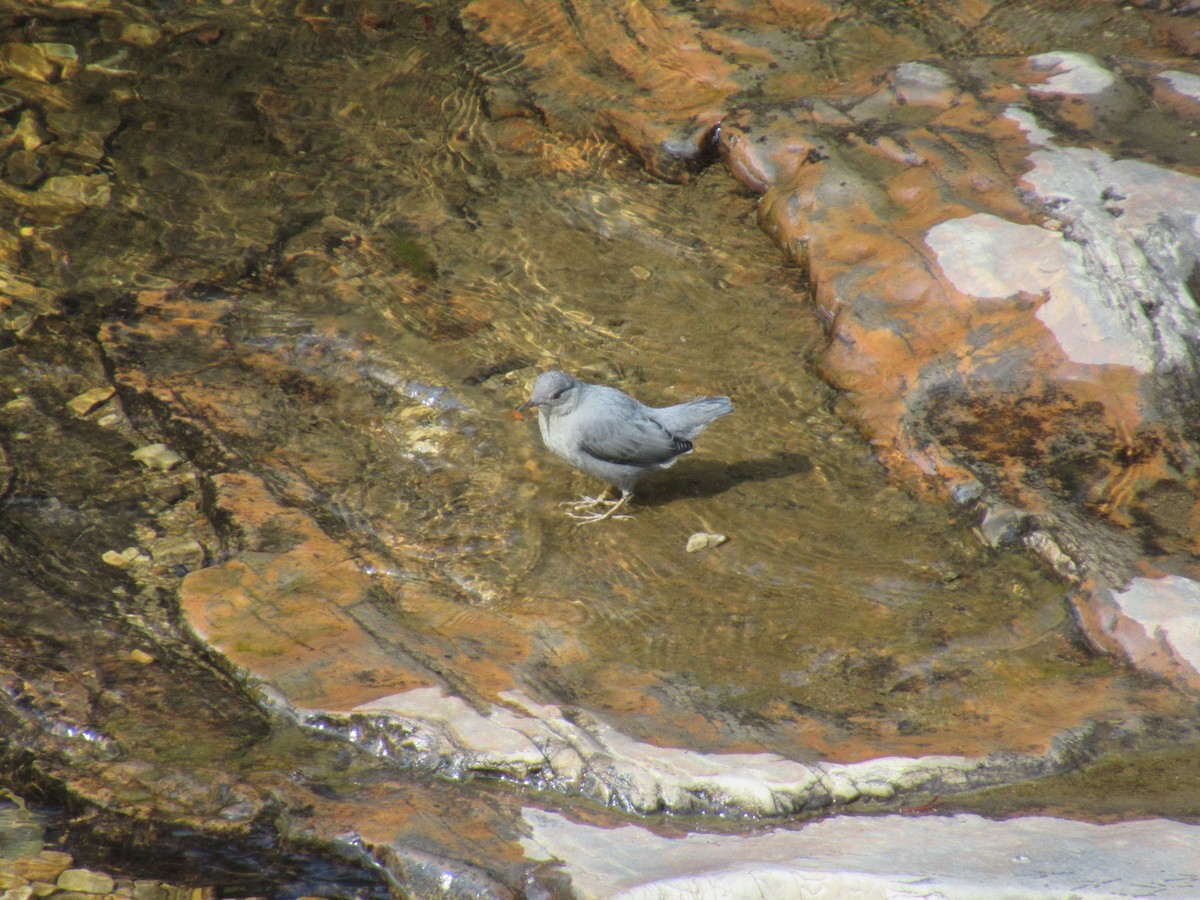 American Dipper - ML356832451