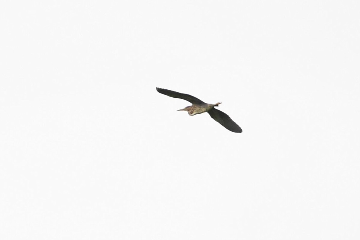 Green Heron - ML356832891