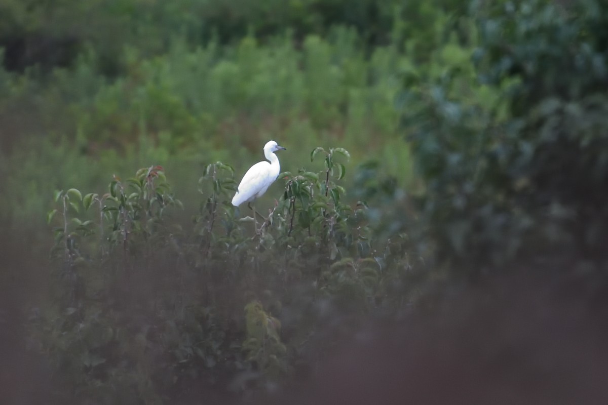 Little Blue Heron - ML356832961