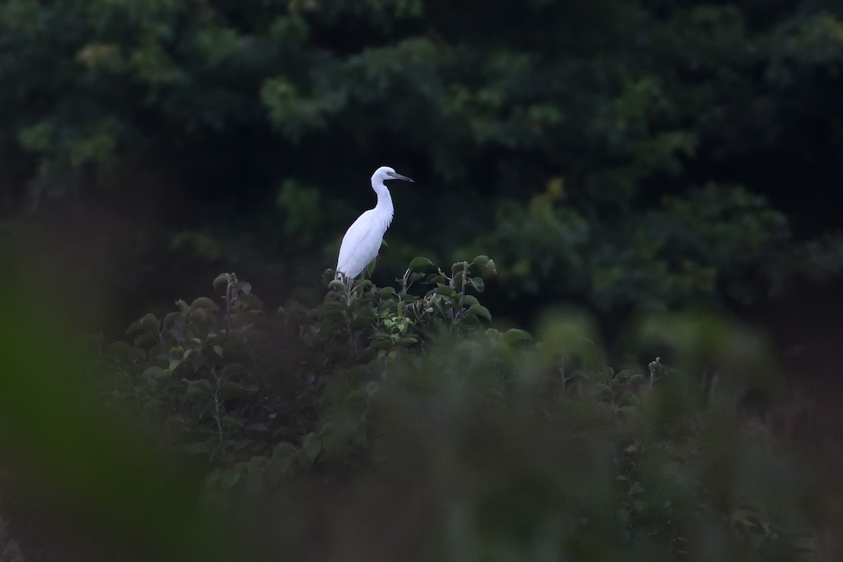 Little Blue Heron - ML356832981