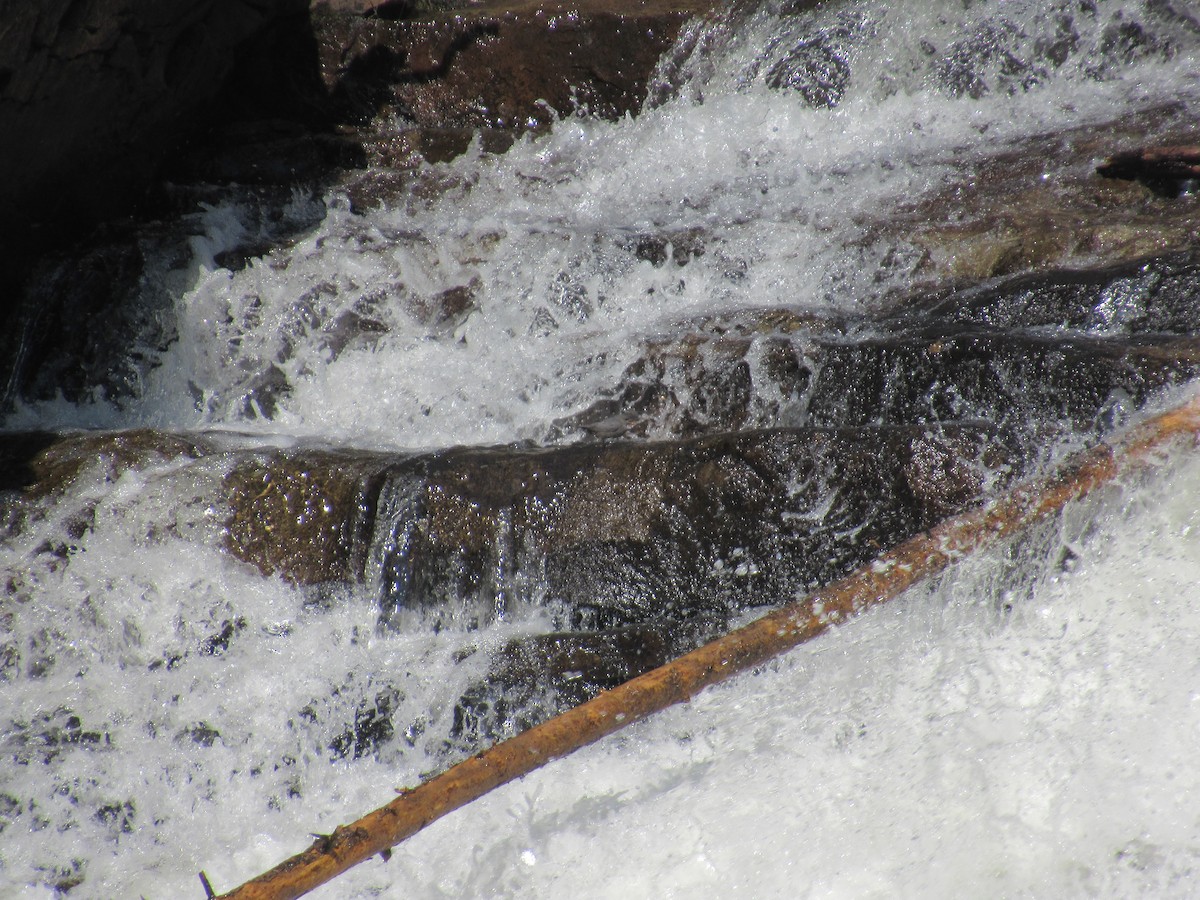 American Dipper - Silvester Williams