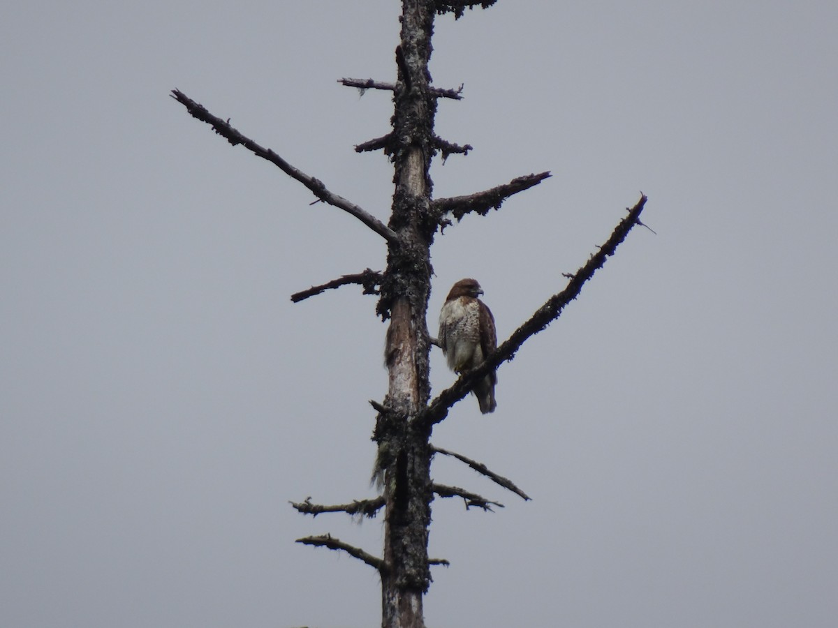 Red-tailed Hawk - ML356834361