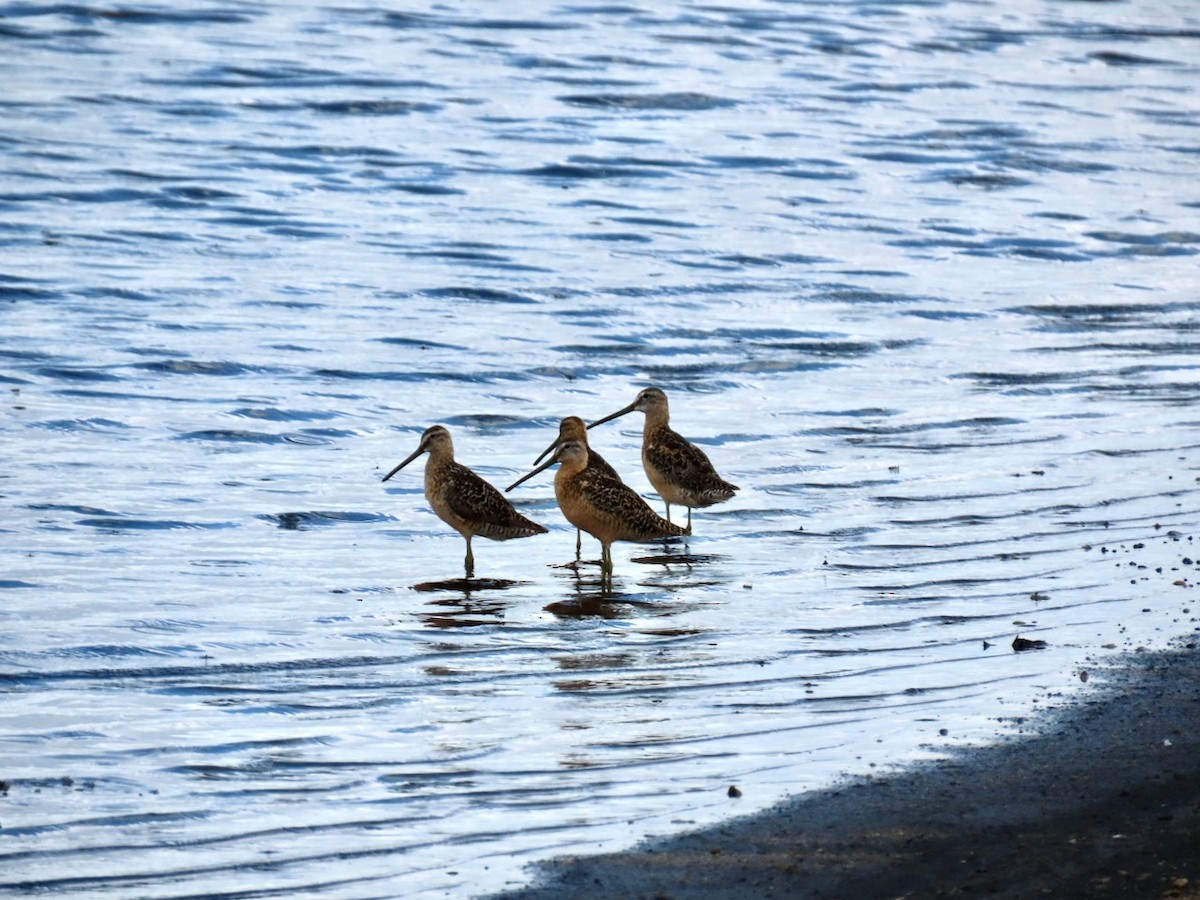 Short-billed Dowitcher - ML356834871