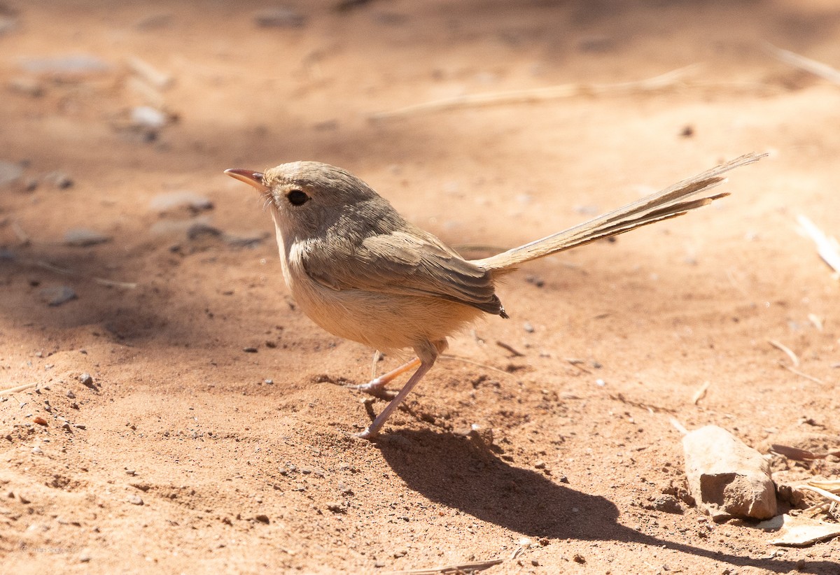 Red-backed Fairywren - ML356836221