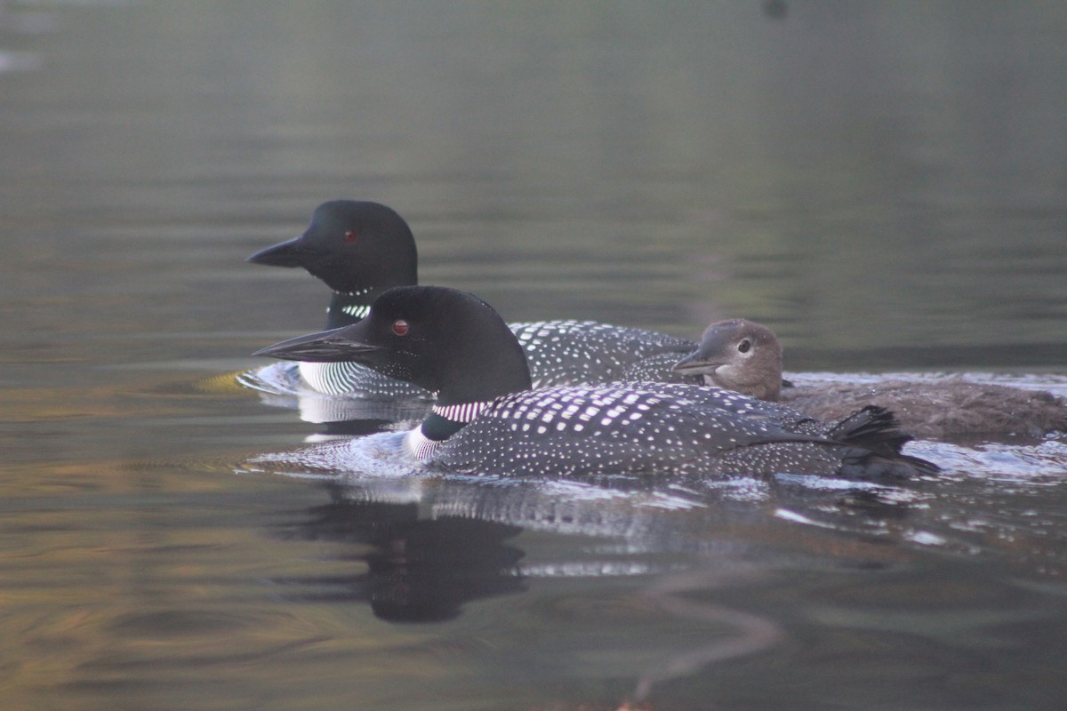 Common Loon - Redmond Brubaker