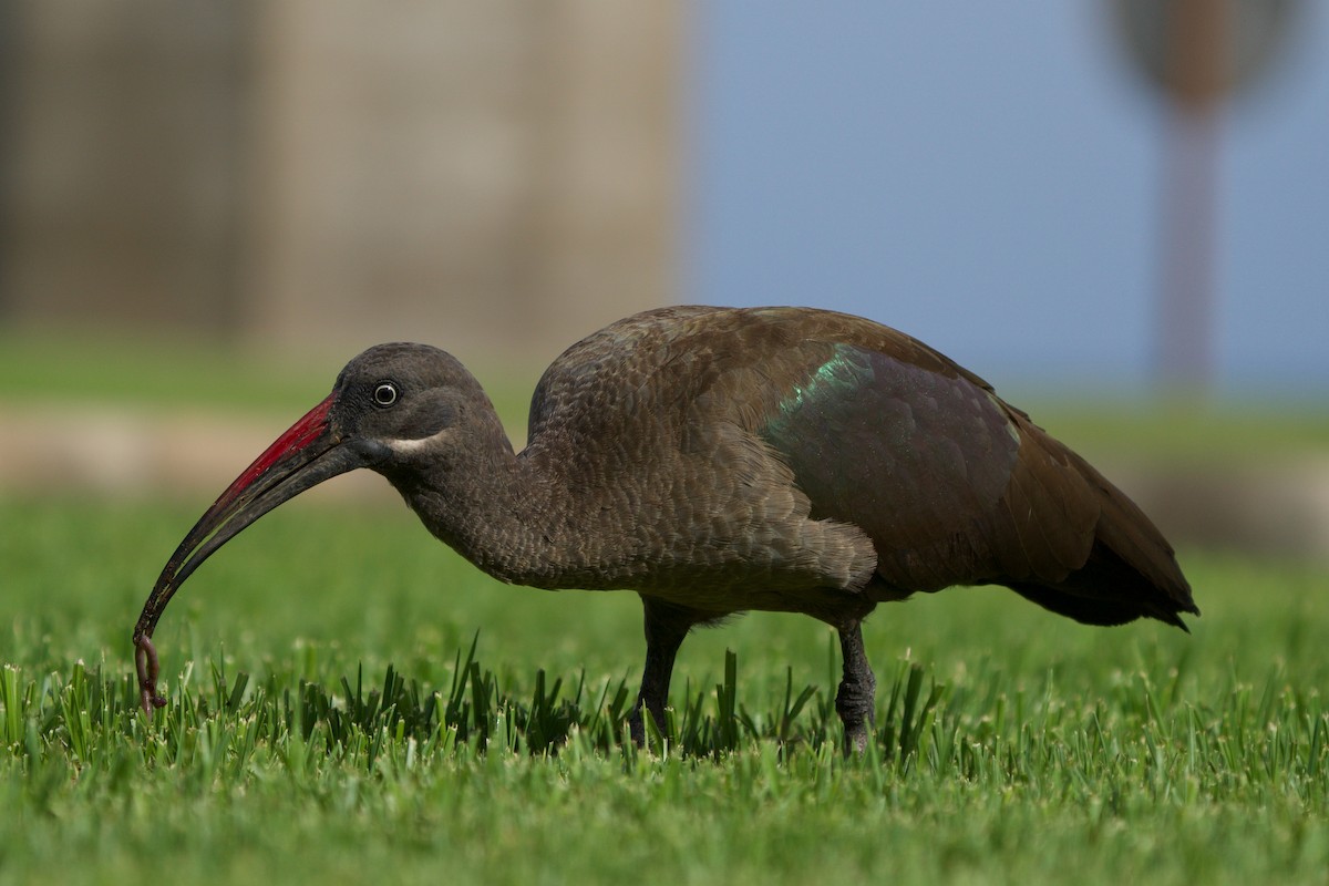 Hadada Ibis - ML356836971