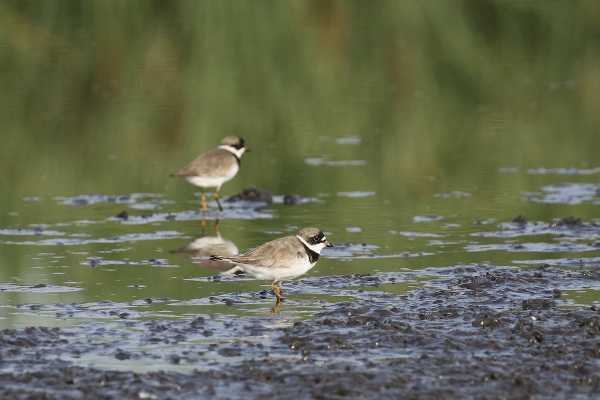 Semipalmated Plover - ML356837121