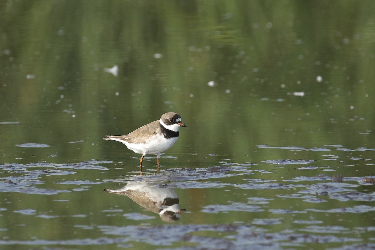 Semipalmated Plover - ML356837181