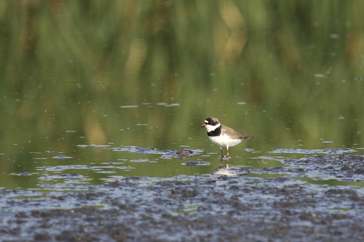 Semipalmated Plover - ML356837191