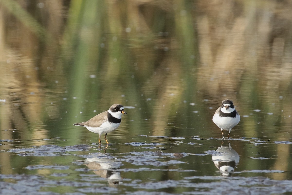 Semipalmated Plover - ML356837211