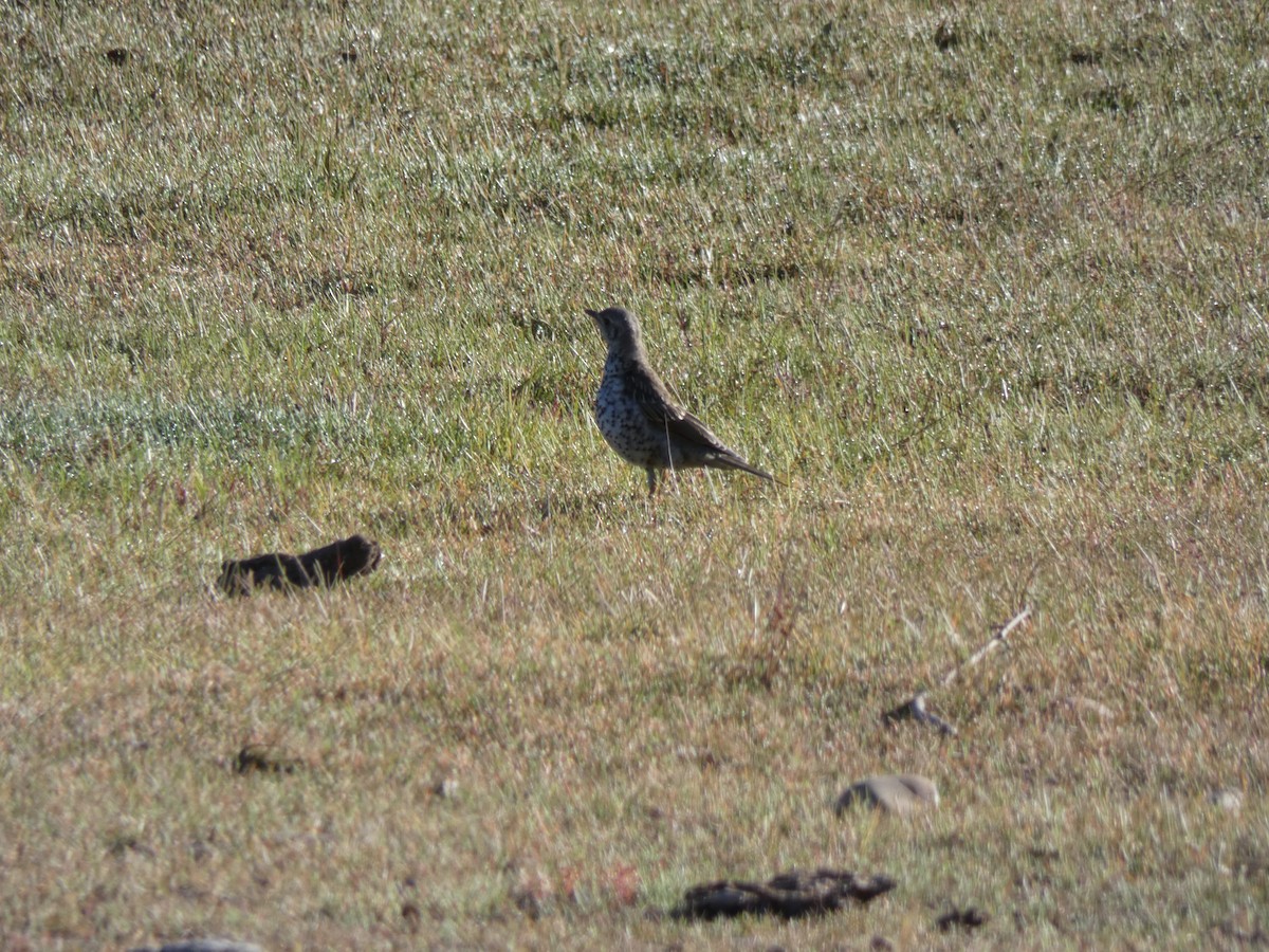 Mistle Thrush - ML356837691