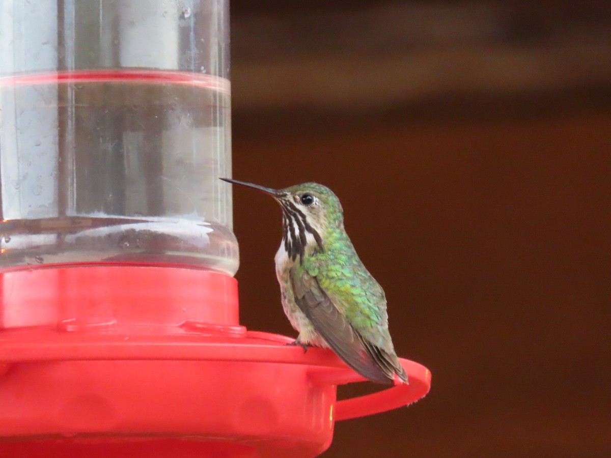 Calliope Hummingbird - ML356839501
