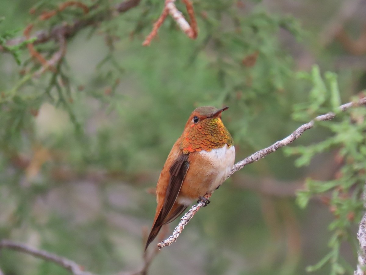 Rufous Hummingbird - ML356839731