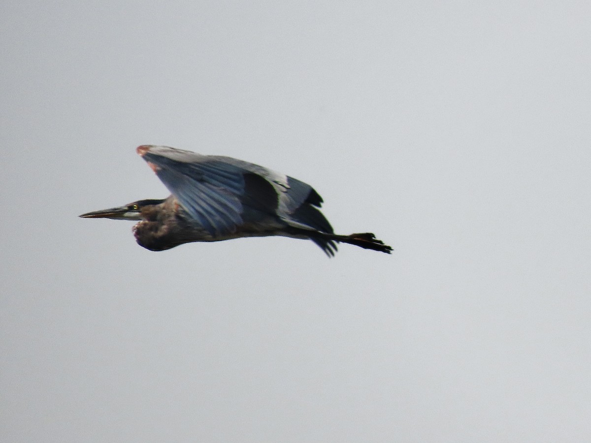 Great Blue Heron - ML356841141