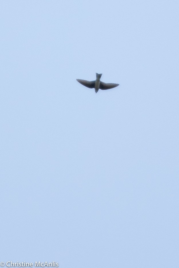 swallow sp. - ML356841681