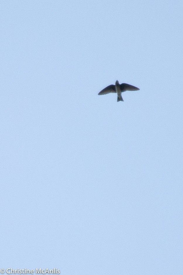 swallow sp. - ML356841691
