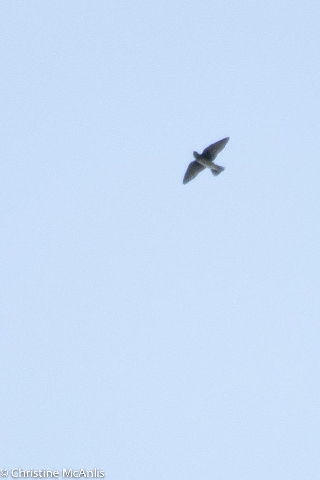 swallow sp. - ML356841701