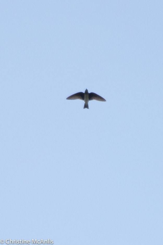 swallow sp. - ML356841711