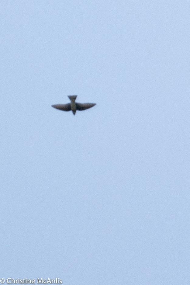 swallow sp. - ML356841721