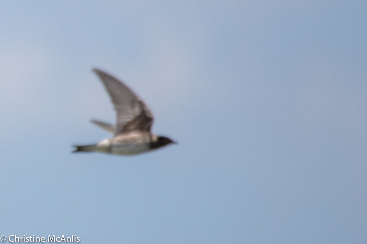 Purple Martin - ML356841761