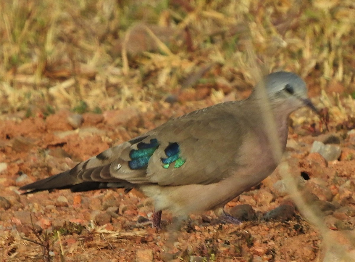 Emerald-spotted Wood-Dove - Eric Haskell