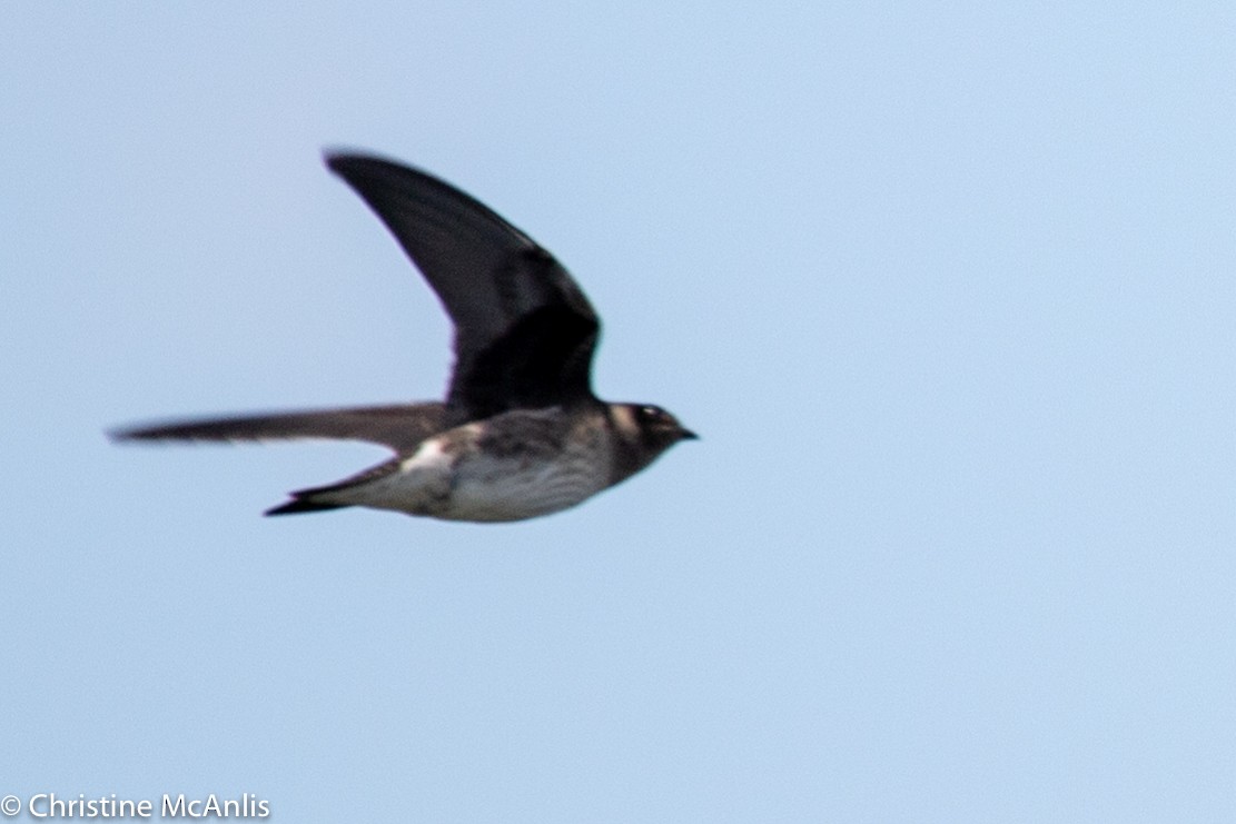 Purple Martin - ML356841791