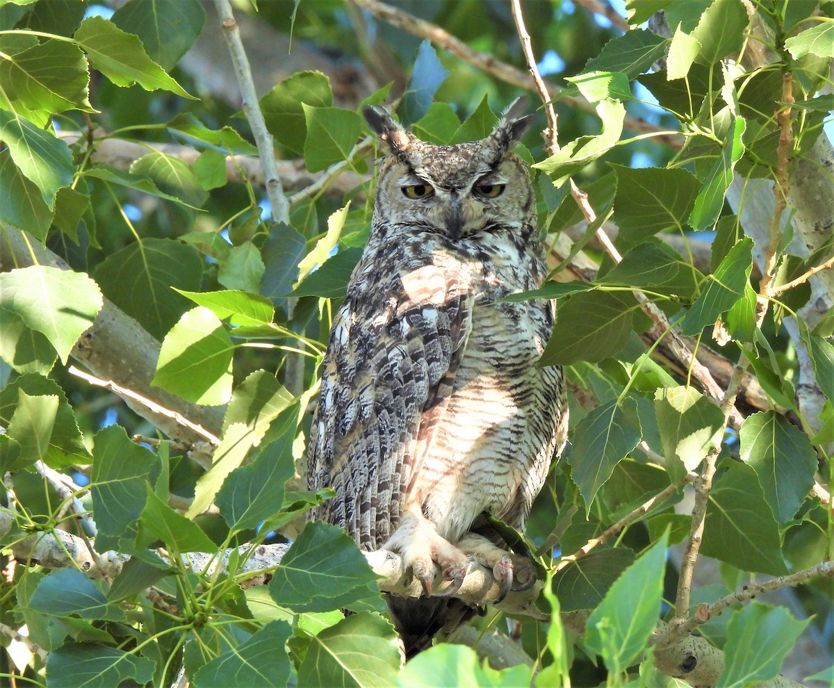 Great Horned Owl - ML356841831