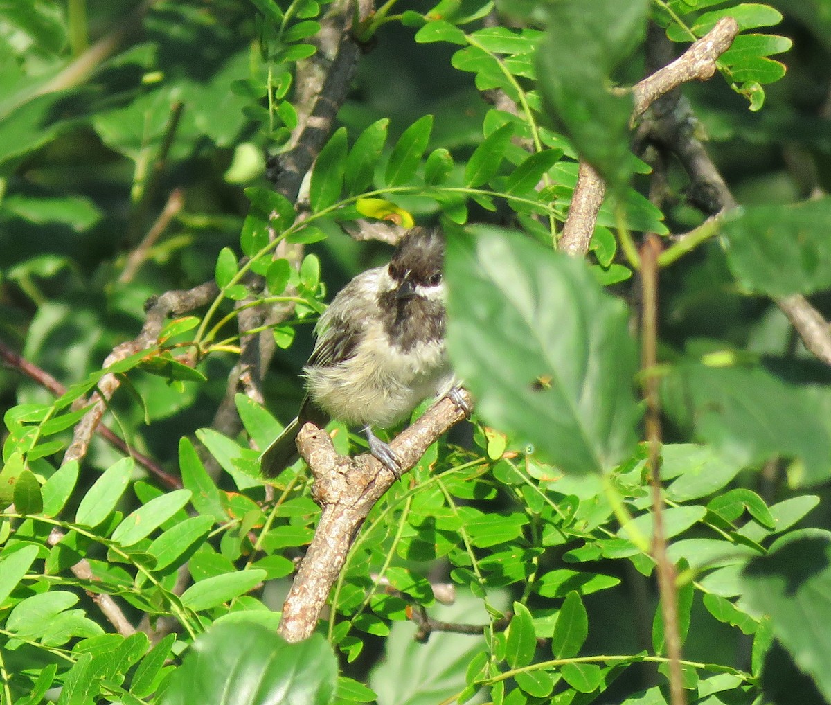 Black-capped Chickadee - ML356841861