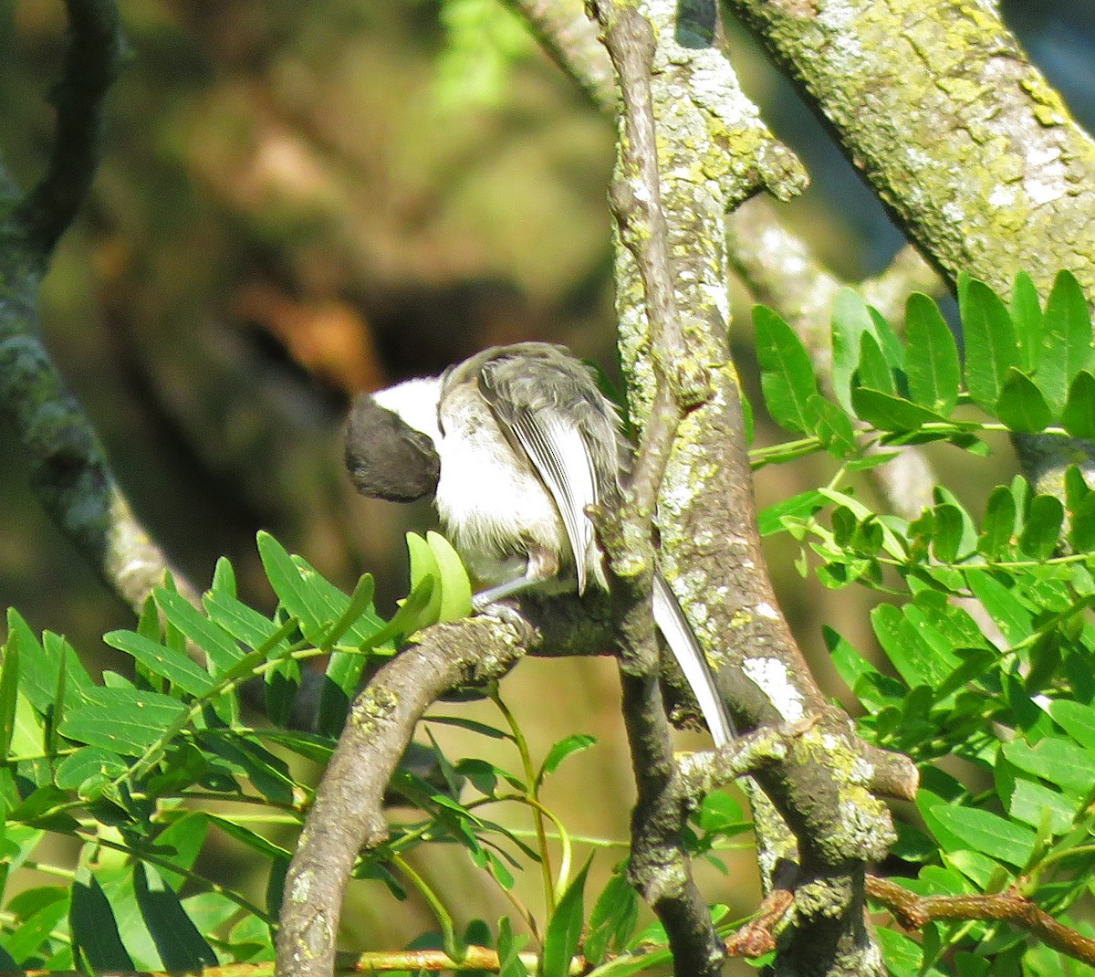 Black-capped Chickadee - ML356841891