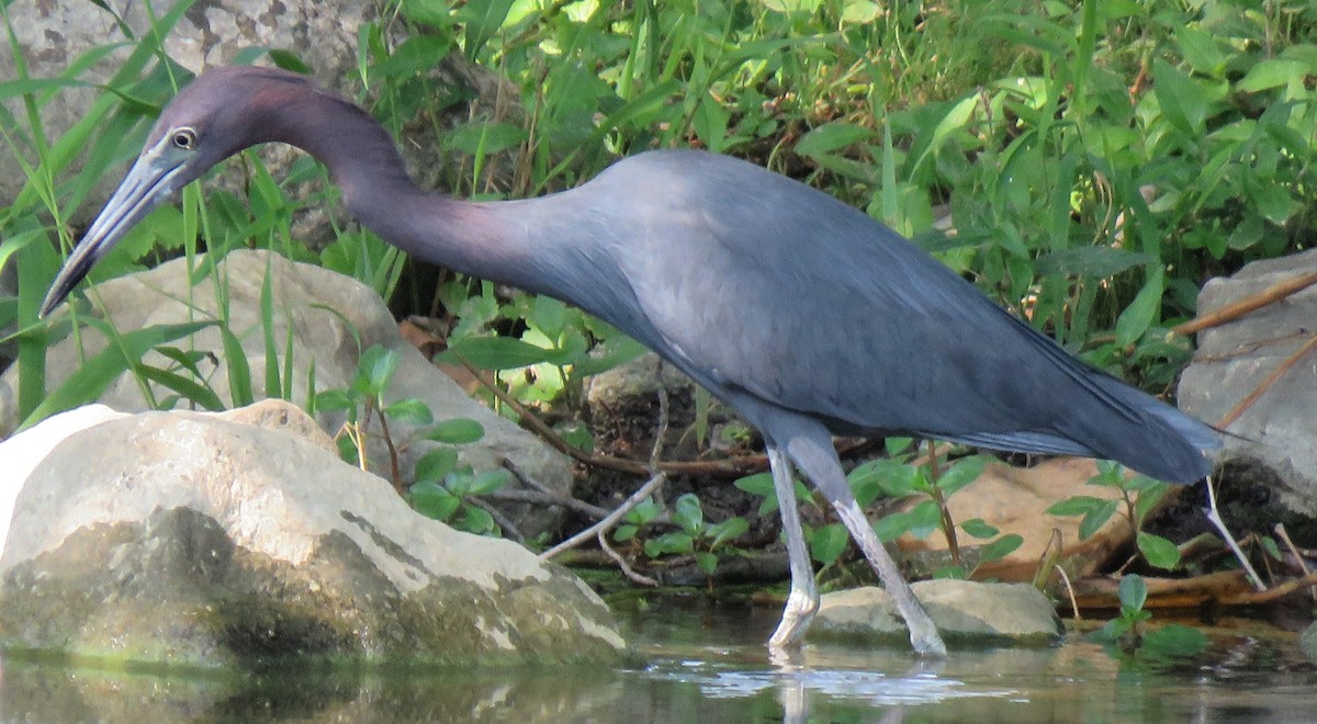 Little Blue Heron - Mark Haas