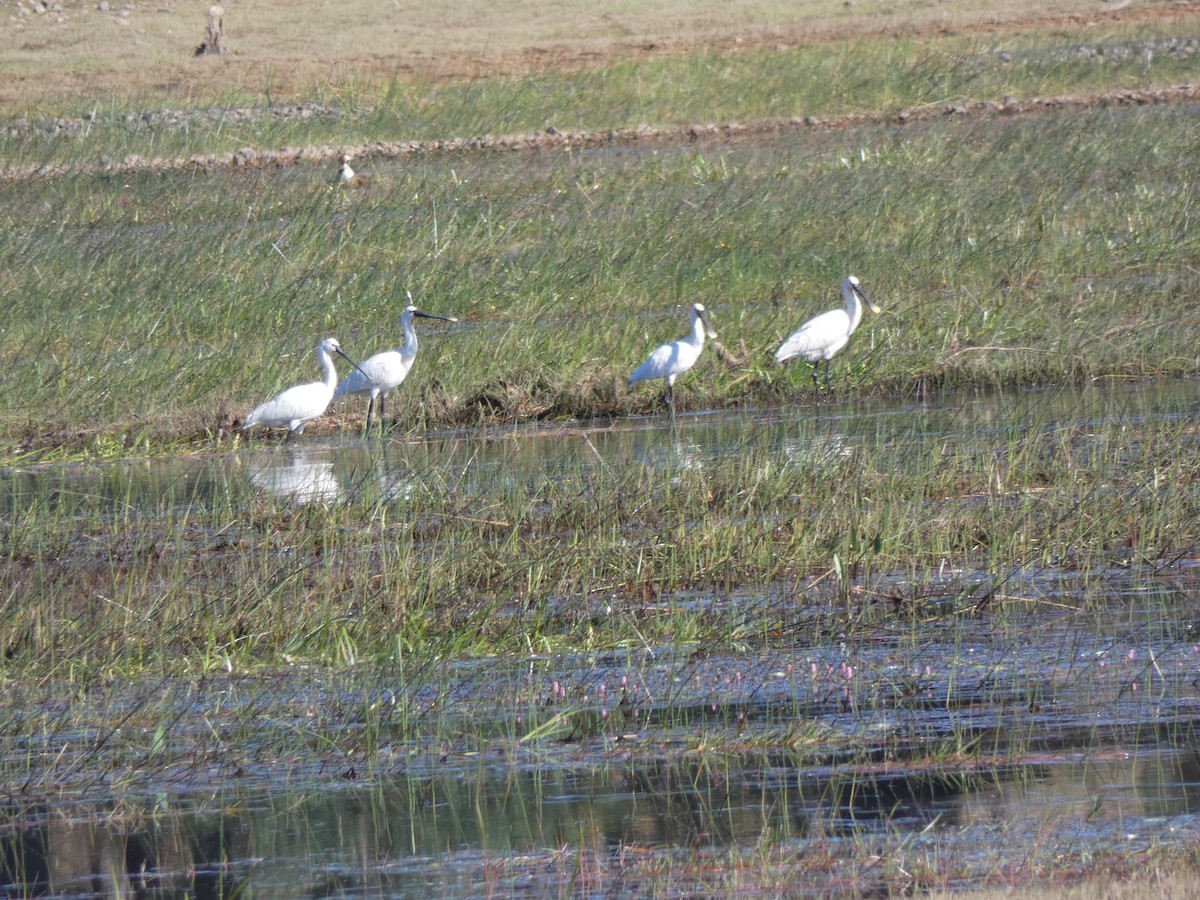 Eurasian Spoonbill - ML356843091