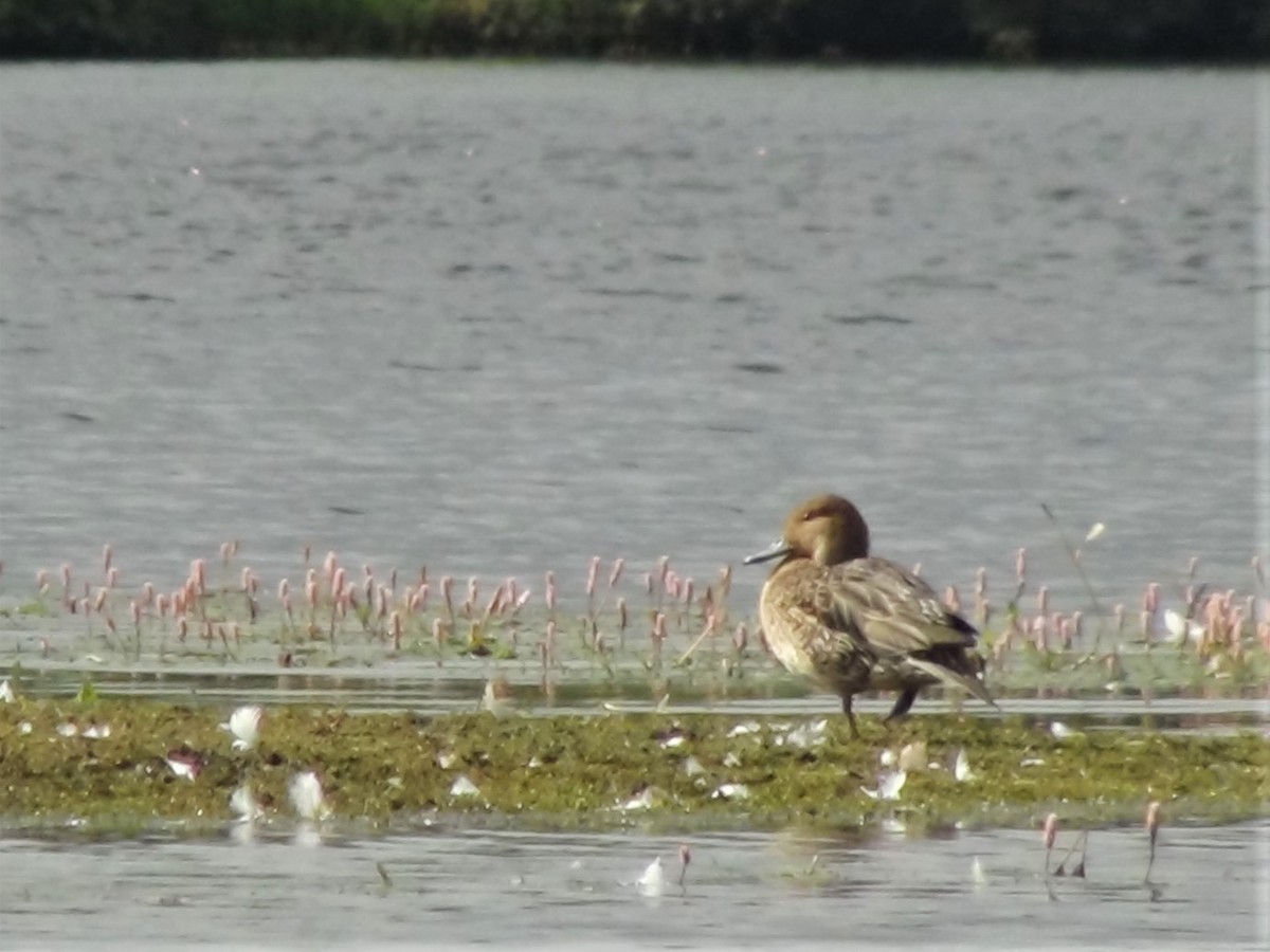 Northern Pintail - ML356843171