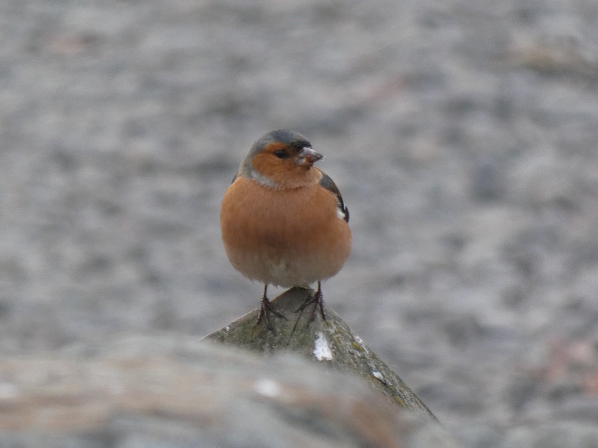 Common Chaffinch - ML356843301