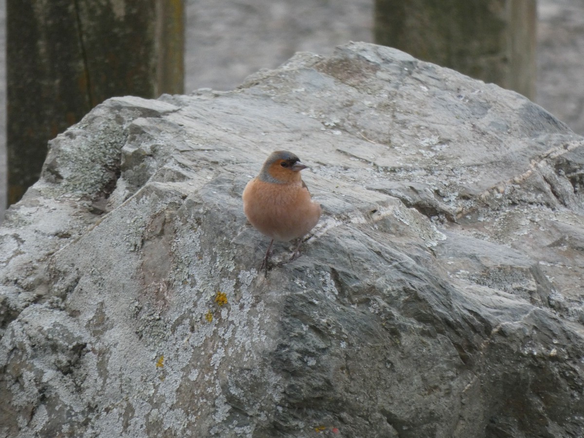 Common Chaffinch - ML356843311