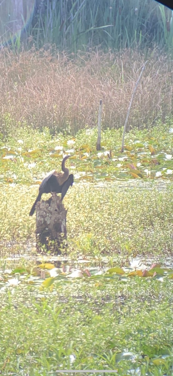 Anhinga Americana - ML356843321