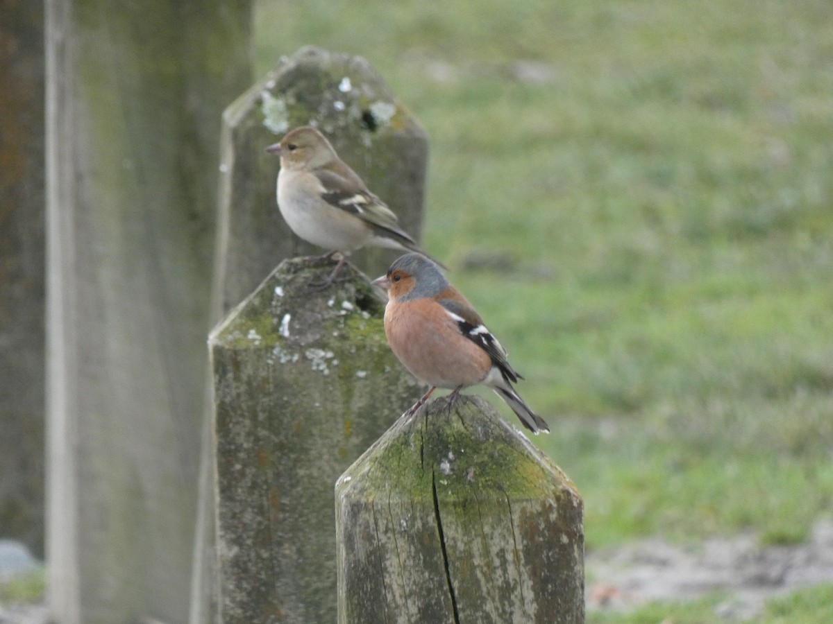 Common Chaffinch - ML356843331