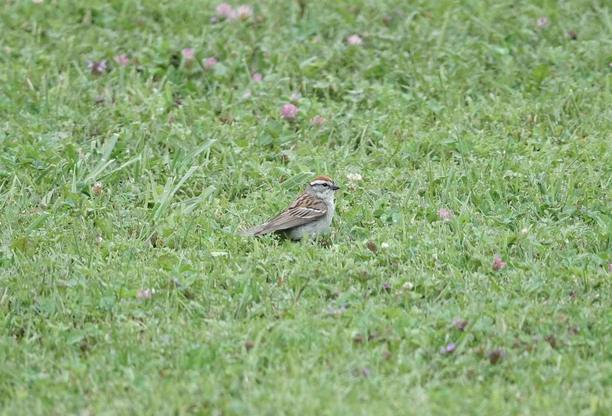 Chipping Sparrow - ML356843461